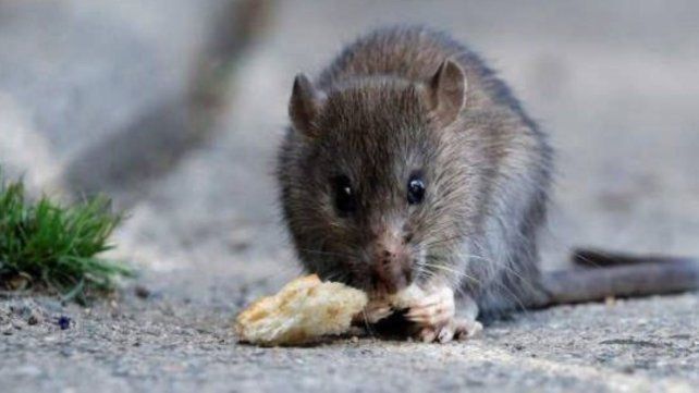 Recomendaciones a los vecinos de Santa Fe para prevenir la leptospirosis y hantavirus