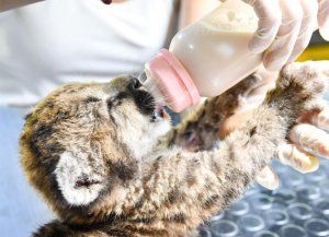 Santa Fe endurece multas por delitos contra la fauna: pueden superar los $3,4 millones