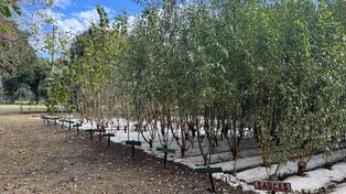 &nbsp;La producción de ejemplares vegetales no solo fortalece el vínculo con las comunidades, sino que también promueve prácticas sostenibles, mejora la calidad del aire, embellece los entornos urbanos y fomenta la conciencia ambiental.&nbsp;