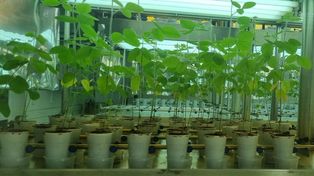 El boom de los insumos biológicos tracciona nuevas inversiones