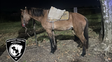 Pérez: ladrones a caballo asaltan a un joven en la calle que va al cementerio