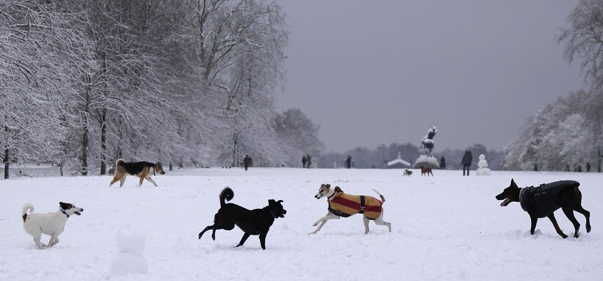 Perros corren en la nieve en Kensington Gardens, Londres, el lunes 12 de diciembre de 2022. La nieve y el hielo han barrido partes del Reino Unido, con condiciones invernales frías que continuarán durante días. (Foto AP/Alastair Grant)