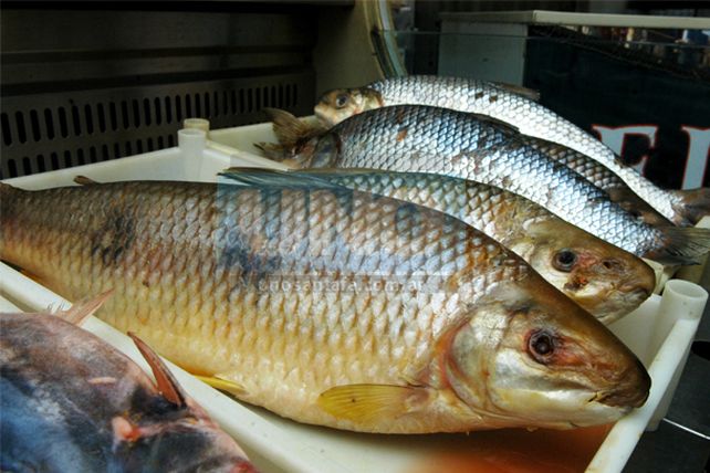 Se reunirá el jueves la mesa de concertación para establecer los precios del pescado