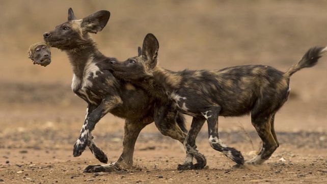 Las imágenes que concursan por el premio al Fotógrafo de Vida Silvestre 2018