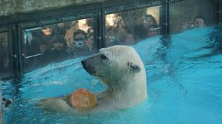 Murió el oso polar del zoológico porteño por las altas temperaturas y la pirotecnia