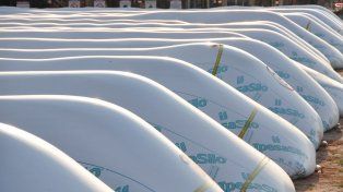 El stock de cereales tenía un valor real $150 millones de pesos superior al informado por importante productor agropecuario de Santa Fe, según AFIP