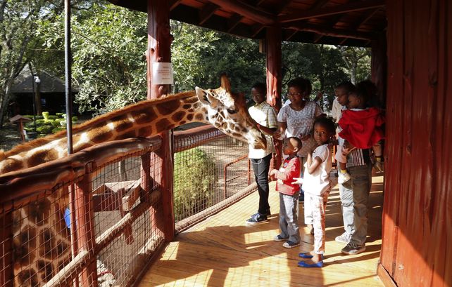 En peligro. Los animales son víctimas de la caza furtiva.