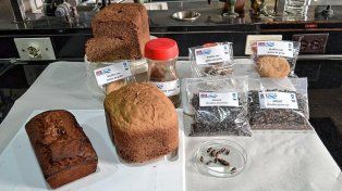 Insectos comestibles: en qué instancia está la Argentina
