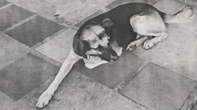 Un juez ordenó detener a un perro en Misiones