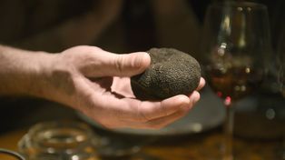Los secretos de la trufa, el oro negro de la gastronomía mundial