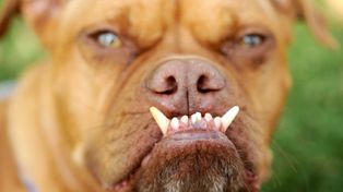 Pabst, un perro que se hizo famoso por ser el m&aacute;s feo del mundo