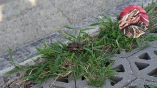 El lugar donde el niño fue mordido por una yarará.&nbsp;