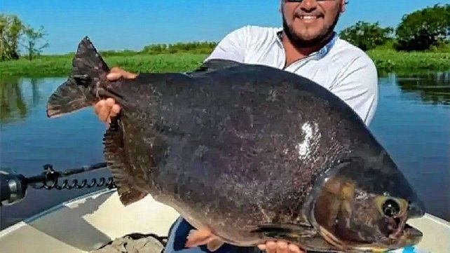 Histórica captura de un pacú de 13 kilos en el río Paraná.