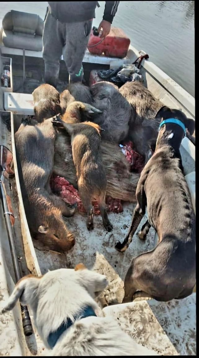 Ambientalistas denuncian la presencia de cazadores furtivos en las islas.