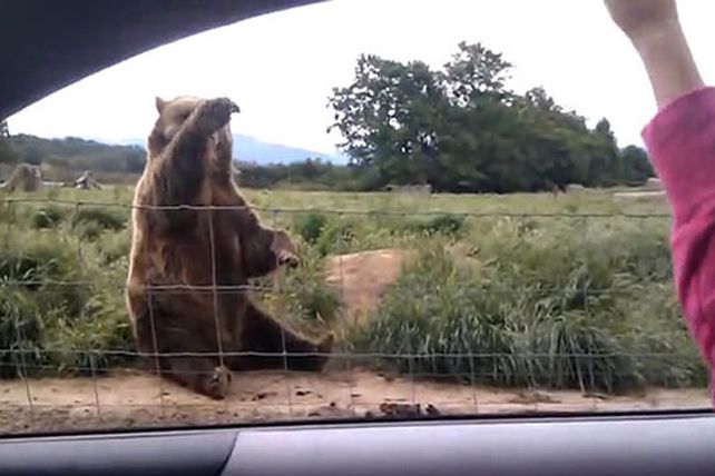 Un oso saluda a los visitantes