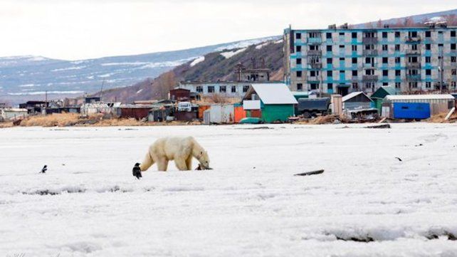 Por primera vez en treinta años, un oso polar mató a dos personas en Alaska