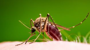 Se va abril: ¿Zafamos del dengue o puede haber un brote?