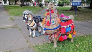 Muñecos de llama y caballo en la peregrinación de Guadalupe: llamaron a la Municipalidad por maltrato&nbsp;