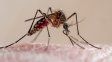 Dengue en la ciudad de Santa Fe: Superamos los mil casos, continuó la baja
