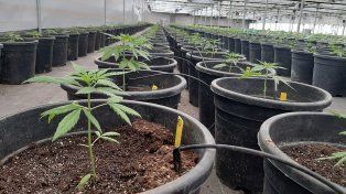La industria del cannabis tiene un enorme potencial y representa un nuevo vector para abrir una agenda de inversión, crecimiento económico, desarrollo sustentable y bienestar para la sociedad argentina.