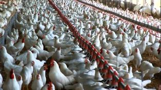 Influenza: Argentina retoma el comercio de productos aviares