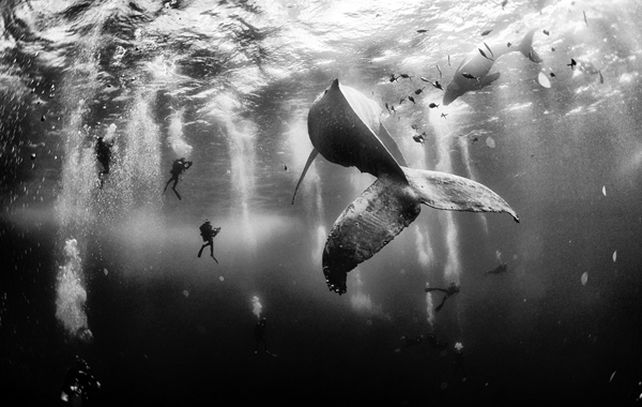 La ganadora: Whale Whisperers. (Anuar Patjane Floriuk / National Geographic Traveler Photo Contest)