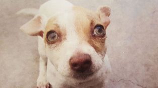 Se pasaron de dosis y también terminaron drogando a su pequeño perro