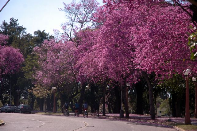 Una postal de la primavera: los lapachos tiñen los barrios de la ciudad