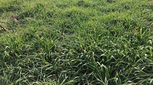 Salud de suelo: ¿hacia la agricultura perenne?
