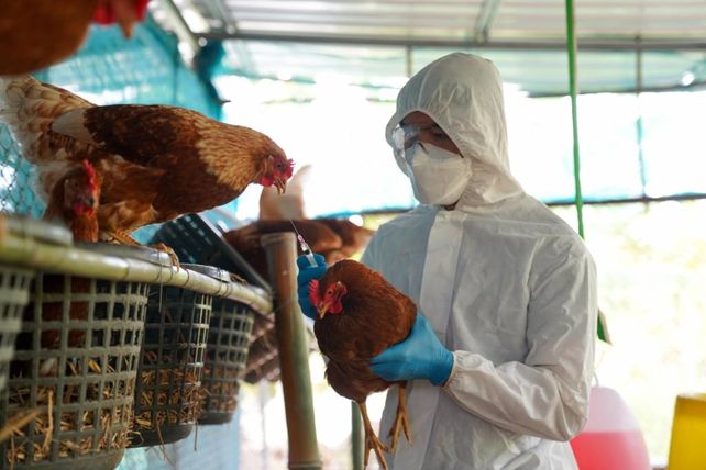 Un agente sanitario obtiene una muestra en un ave en el interior de un establecimiento de la cadena productiva.