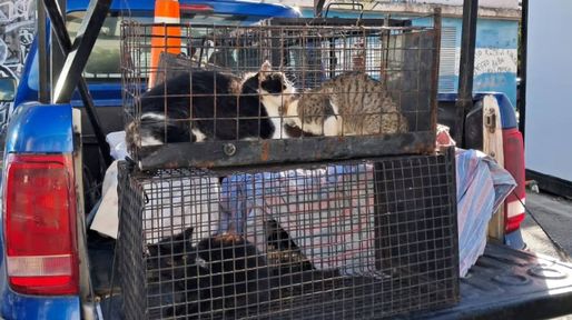 Alertan sobre el crecimiento de las colonias de gatos no domesticados en Rosario