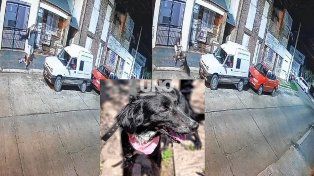 Lola, la perra salvajemente maltratada en barrio Villa María Selva, se recupera bien de sus golpes.&nbsp;