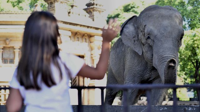 La travesía de una elefanta de Argentina a Brasil, contada por el New York Times