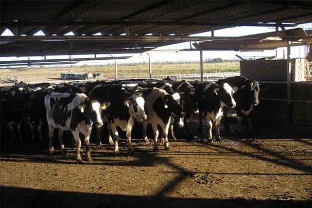 Investigadores de la UNL apuestan a nuevos lácteos funcionales