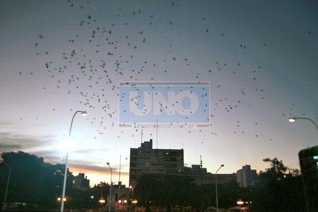 En Paraná controlarán las palomas con halcones