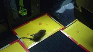 Una rata asustó a los pasajeros de un avión que tuvo que volver al aeropuerto