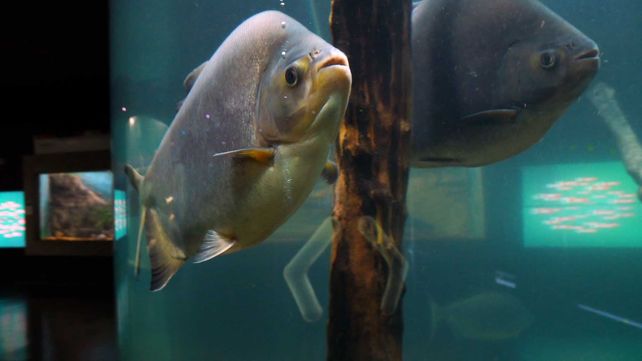 El Acuario del Río Paraná está de festejo