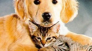 Una investigaci&oacute;n cient&iacute;fica concluye que el perro es m&aacute;s inteligente que el gato