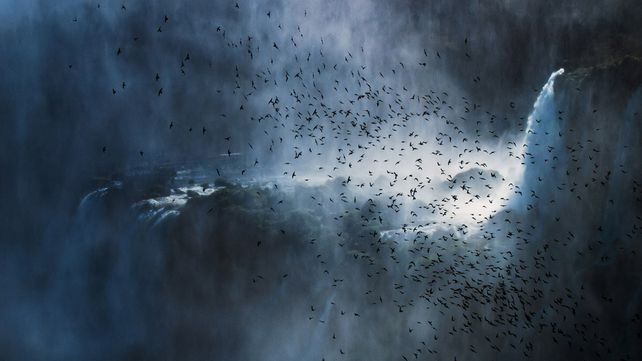 Imágenes ganadoras del concurso Bird Photographer of the Year 2020