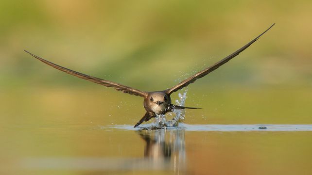 Imágenes ganadoras del concurso Bird Photographer of the Year 2020