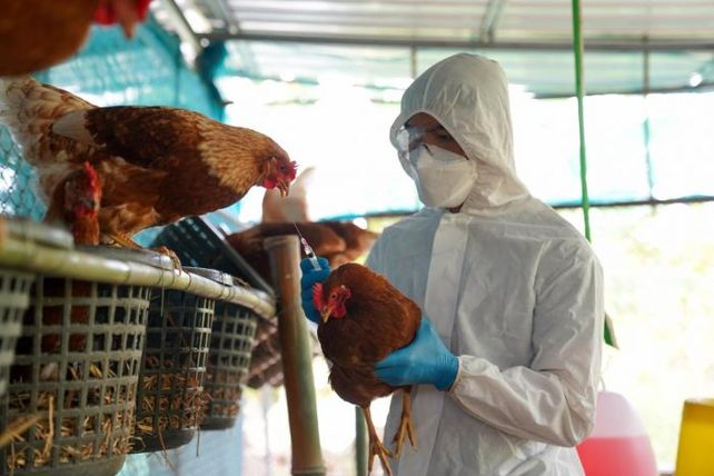 La gripe aviar inició una gran matanza de la fauna marina Sudamericana