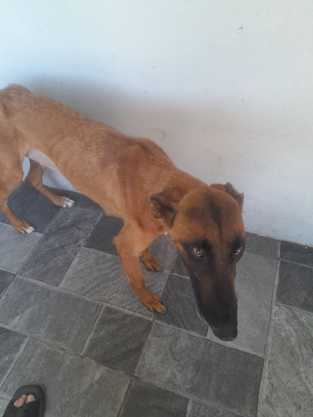 Maltrato animal: Este año el municipio de Rosario intervino en más de 1.300 casos