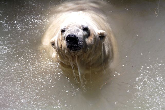 Greenpeace emitió un comunicado tras la muerte del oso Arturo pidiendo el fin del cautiverio