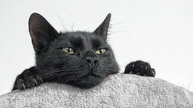 Alertan por el riesgo de maltrato a gatos negros y blancos ante la llegada de Halloween.