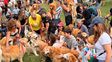 Miles de golden retriever coparon Palermo en una juntada histórica que rompió un récord mundial