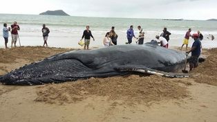 Salvaron a una ballena que estaba atascada en Buzios