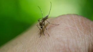 Dengue: confirmaron la sexta muerte en Santa Fe mientras desciende el número de contagiados