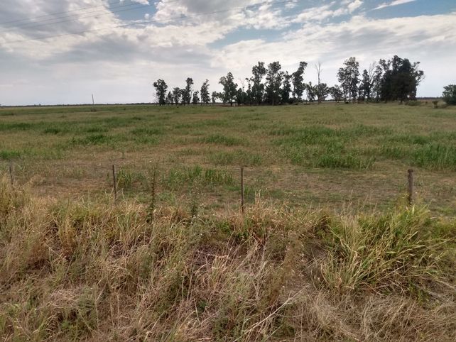 Lote de sorgo afectado por la sequía.