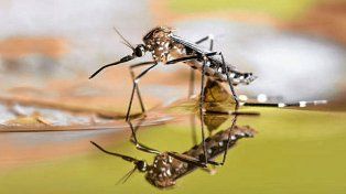 Dengue: tras el último fin de semana largo