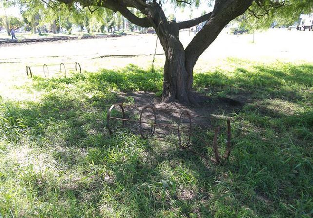 Jaulas para protección de árboles jóvenes abandonadas a su suerte.